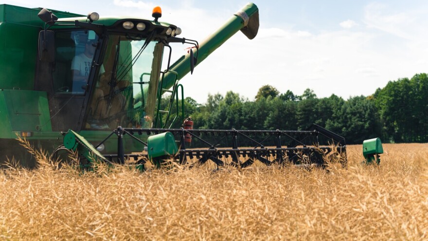 Od zlatnog ulja do crnih brojki: U samo 4 godine nestalo 1.915 proizvođača uljane repice