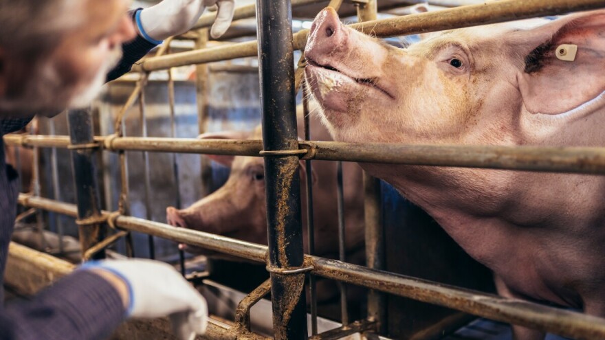 Afrička kuga svinja u Opštini Rača. Koja su zaražena, a koja ugrožena područja?