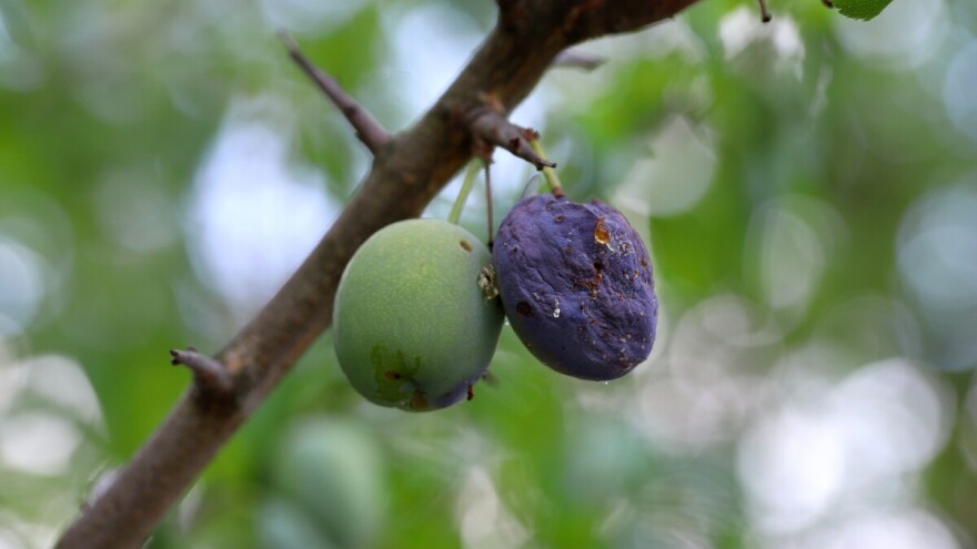Gde prođe šljivin smotavac, ti plodovi mogu samo u rakiju. Kako ga suzbiti?