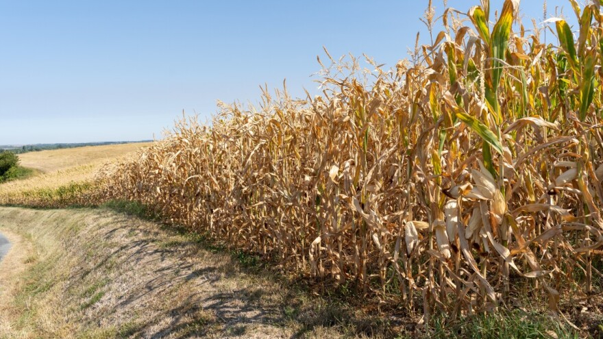 Stanje žitarica loše, dolar slab, a cijene svejedno padaju