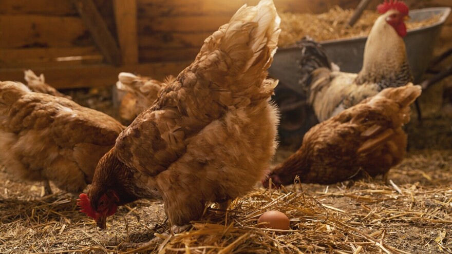 Saveti za hobiste: Zašto kokoške ne nose jaja?