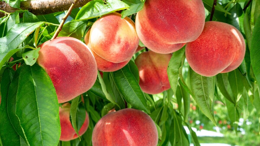 Voćari zadovoljni rodom ranih sorti, a i cijenom