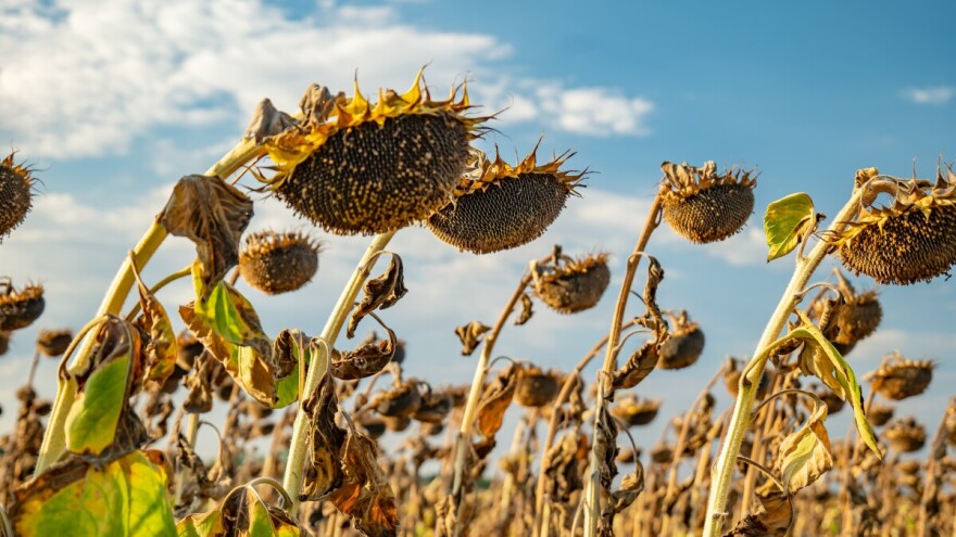 Prinos uljarica prepolovljen, najveće štete u Semberiji
