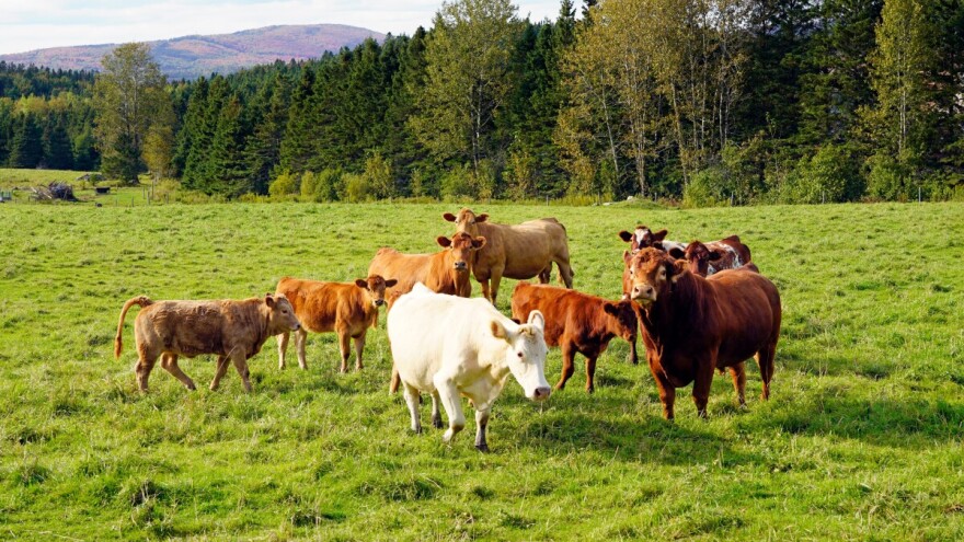Bolest kvrgave kože pojavila se kod goveda u Italiji