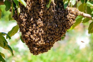 Klimatske promjene ozbiljno ugrožavaju medonosne pčele, šta možemo učiniti?