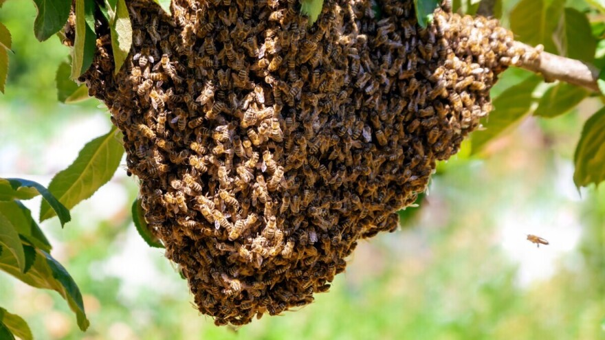 Klimatske promjene ozbiljno ugrožavaju medonosne pčele, šta možemo učiniti?