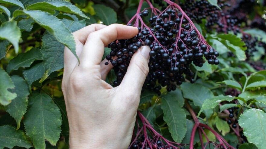 Potencijal joj je ogroman, ali zova i njene bobice i dalje su slabo komercijalizirane?