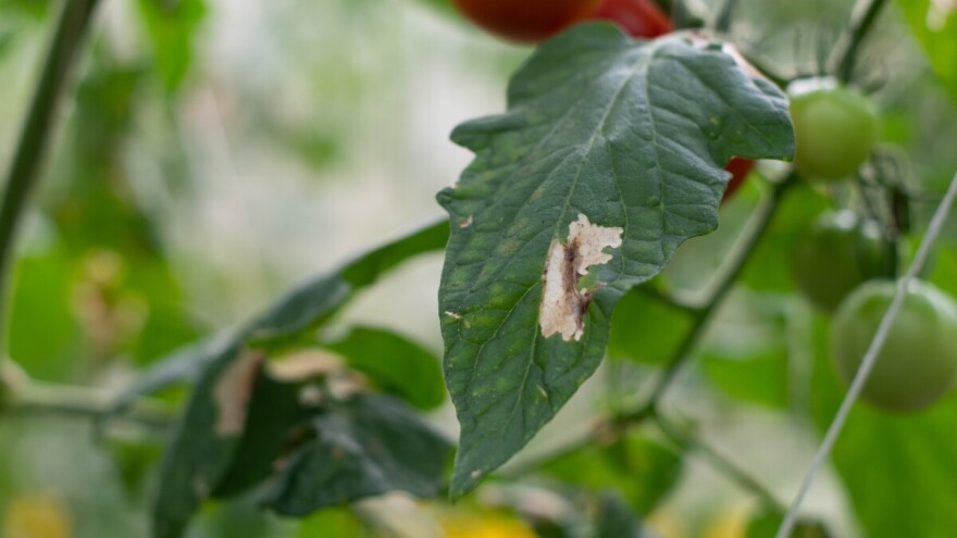 Moljac napada paradajz: Šteta može biti potpuna