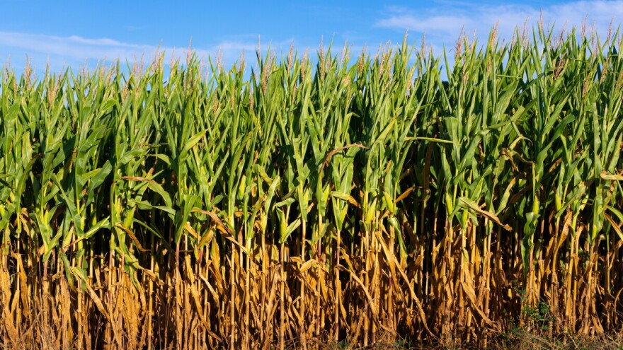 Čeka nas više sunca, porast temperature i - navodnjavanje!