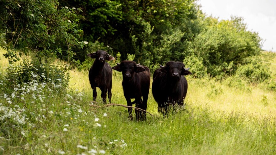 Slinavka i šap ponovo u Nemačkoj nakon više od tri decenije