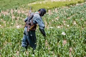 Makom protiv maka: CIA godinama 'presejavala' avganistansku proizvodnju opijuma