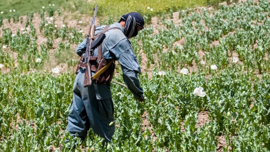 Makom protiv maka: CIA godinama 'presejavala' avganistansku proizvodnju opijuma
