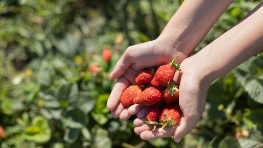 Zaštita jagoda od štetnih bolesti