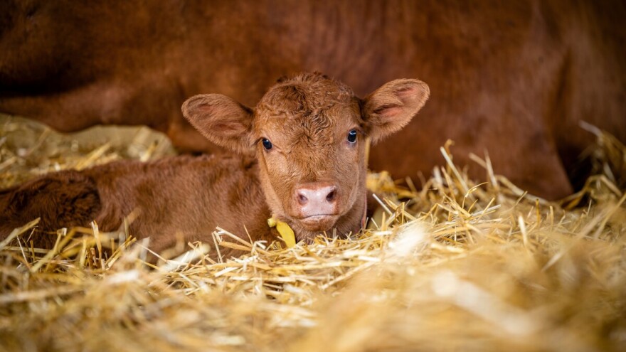 Telad do 600 din/kg, tovne svinje i za 200 din/kg