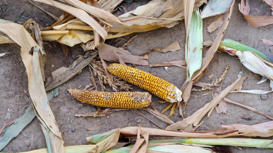 Šteta od suše u Orašju gotovo četiri miliona KM