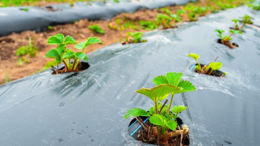 Pokrivanje tla folijama u uzgoju povrća