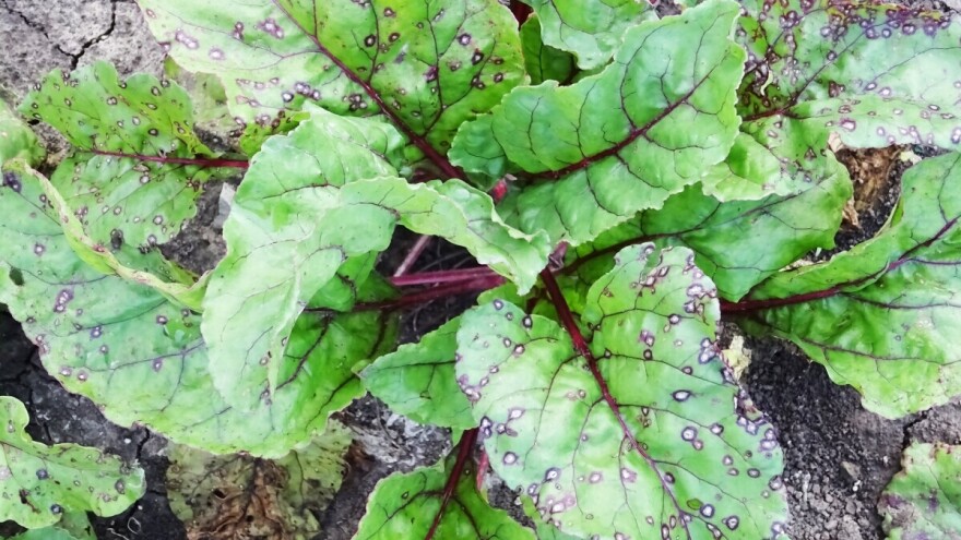 Kada list cvekle "prošara" pegavost i koren će biti sitniji: Kako to sprečiti?