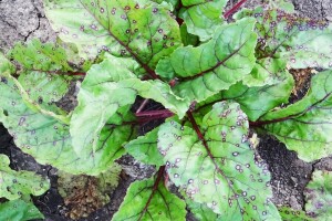 Kada list cikle "prošara" pjegavost i korijen će biti sitniji: Kako to spriječiti?