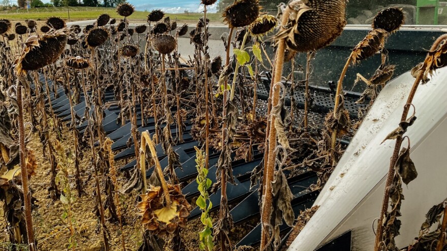 Površine pod suncokretom sve veće. Žetva je počela, a kakvi su prinosi?