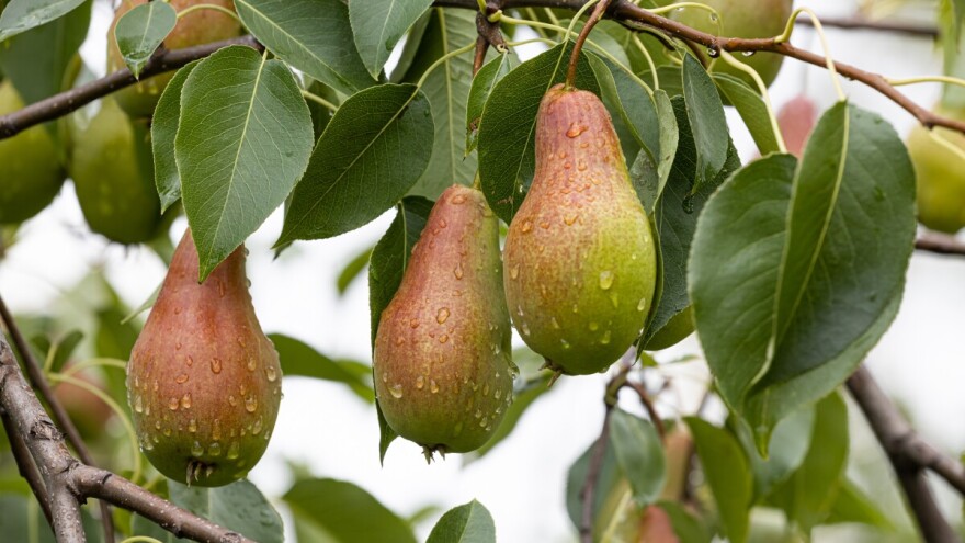 Grmljavina, lokalni pljuskovi, a moguć i grad - kada i gdje?