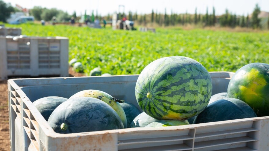 Kraljica ljeta: Tko su najveći igrači na hrvatskom tržištu lubenica?