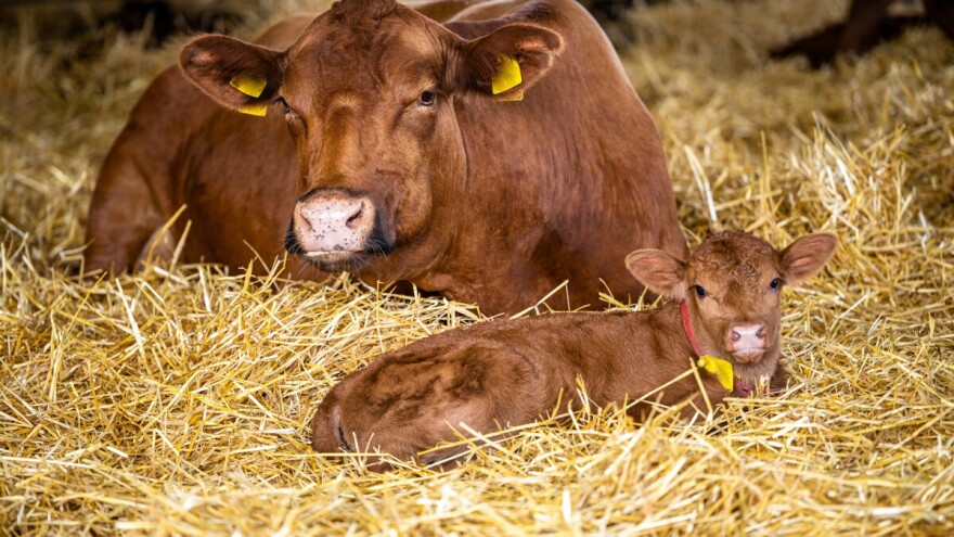 Koliko iznose kantonalni poticaji govedarstvu u HNK?