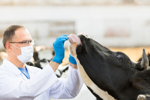Mnogi veterinari se nisu susreli sa slinavkom i šapom, Njemačka tvrdi: "Nema više slučajeva"