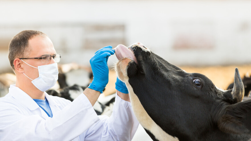 Slinavka i šap ponovno u Europi, kako prepoznati ovu zaraznu bolest papkara?