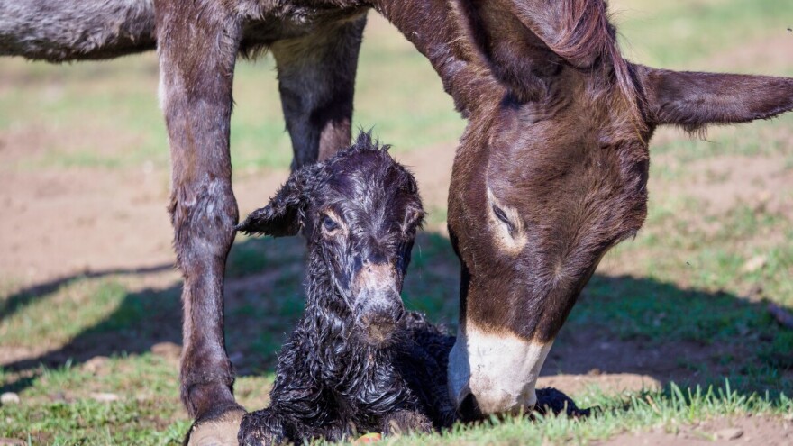 Kako se puli magarica i kada joj treba pomoći?