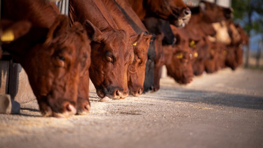 Premiksi kao dodaci stočnoj hrani - na šta obratiti pažnju?