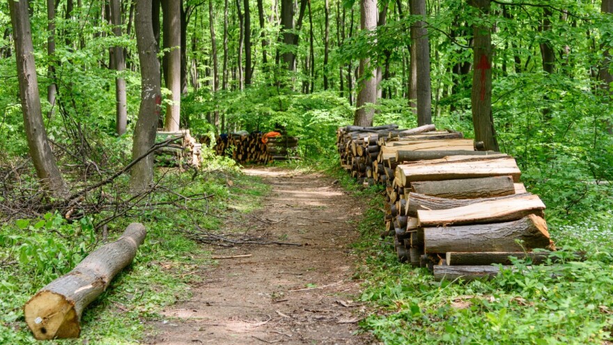 Prošle godine bespravno posečeno 37.010 kubnih metara drveća u državnim šumama