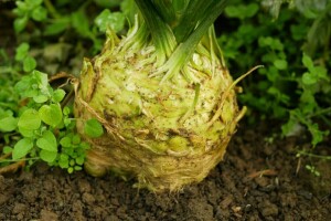 Celer - omiljeni sastojak variva i salata, ali i afrodizijak?