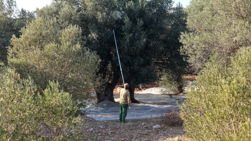 Šta rade maslinari u decembru?