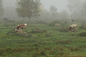 Udruženje "Agroprofit" predlaže novi model korišćenja pašnjaka i uvođenje registra