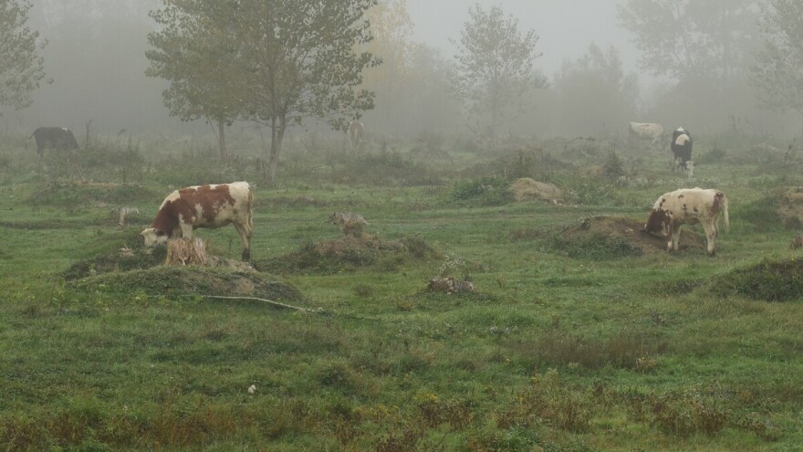 Udruženje "Agroprofit" predlaže novi model korišćenja pašnjaka i uvođenje registra