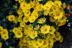 Uzgoj multiflora krizantema u posudama