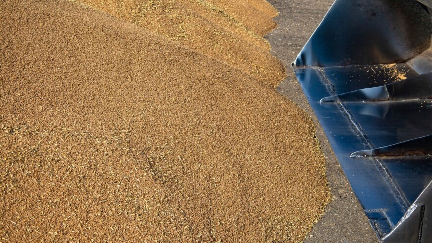 Crnomorska pšenica jeftinija za 30 eura od evropske - šta se događa na tržištu žitarica?