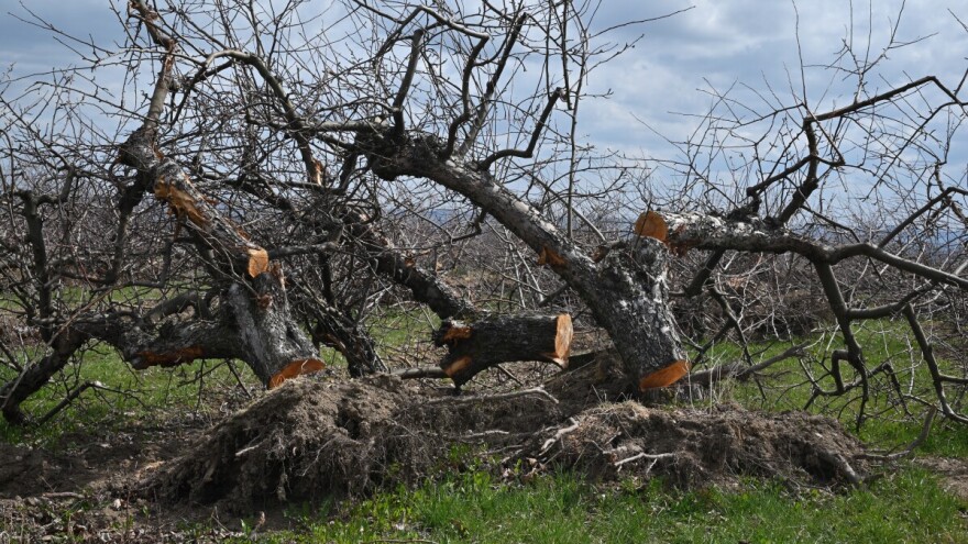 Uništen voćnjak na Vardi kod Kaknja: Posječeno 40 stabala