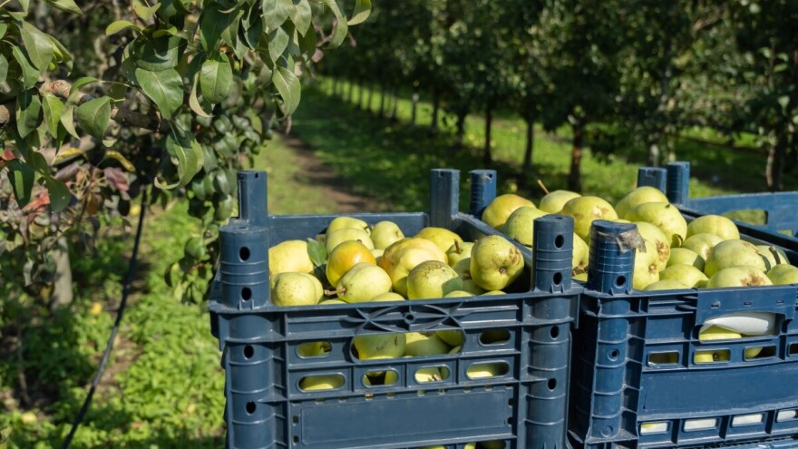 Manjak velikih nasada krušaka - tek tri proizvođača prelaze 10 hektara