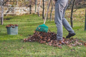 Kako ubrzati opadanje lišća i zaštititi stabla na vrijeme?