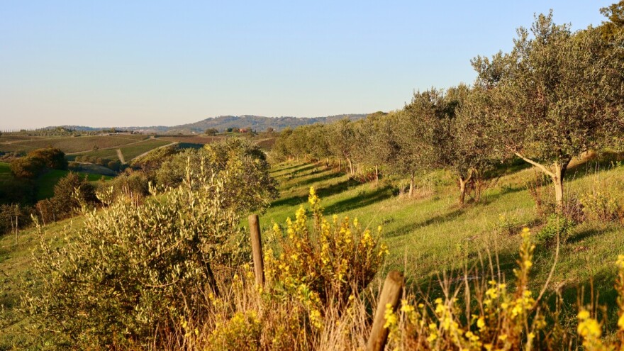 Masline rastu u Mađarskoj i Slovačkoj - sve toplija klima menja pejzaž