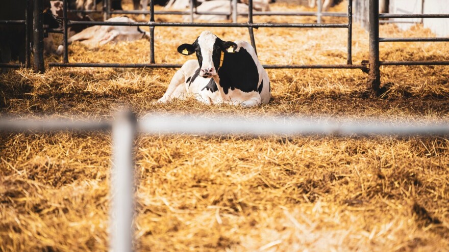 Direktorka "Batuta": "Prošle godine u Srbiji zabeleženo 20 slučajeva leptospiroze"