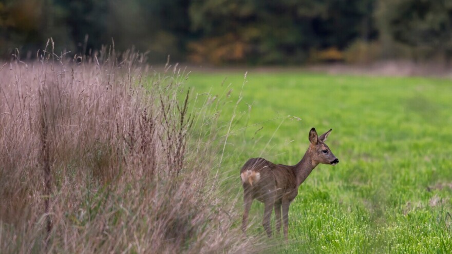 Značajan pad populacije jelenske divljači u Mađarskoj i dalje bez objašnjenja