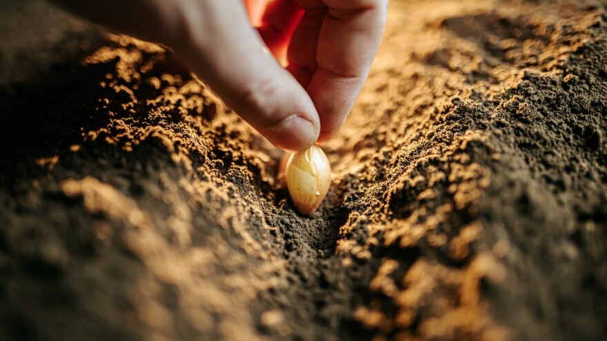 Sortiment i jesenska sadnja luka iz lučica
