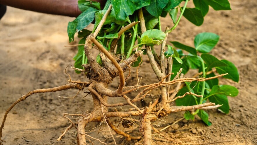 Šta je ašvaganda i kako deluje na naš organizam?