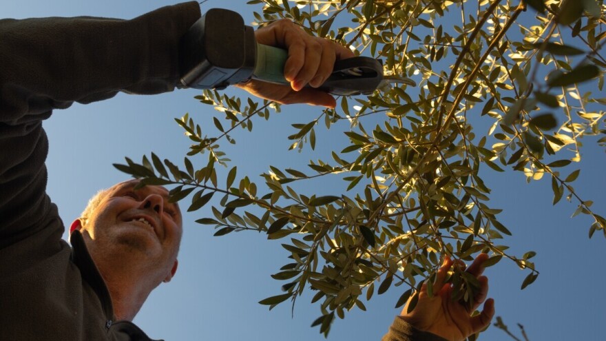 Dok priroda miruje, za maslinare ima posla: Alat u ruke!