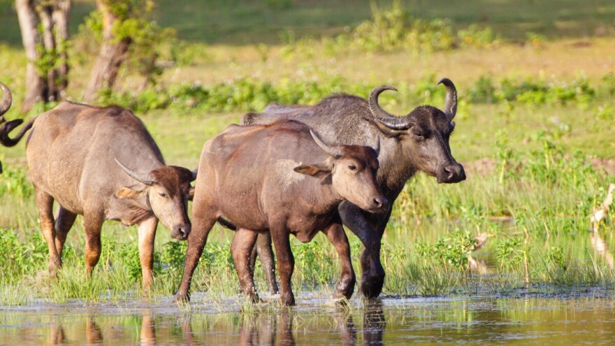 Njemačke vlasti tvrde da nema više slučajeva slinavke i šapa