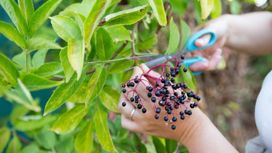 Crne bobice bazge pune su zdravlja, a sazrijevaju do listopada