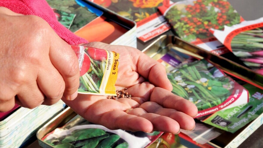 10 saveta: Kako izabrati pravo seme za proizvodnju povrća?