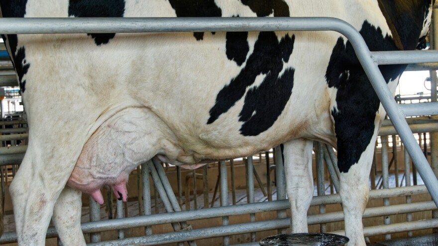 Osam uzastopnih mjeseci u BiH raste proizvodnja kravljeg mlijeka!